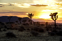 Joshua Tree National Park