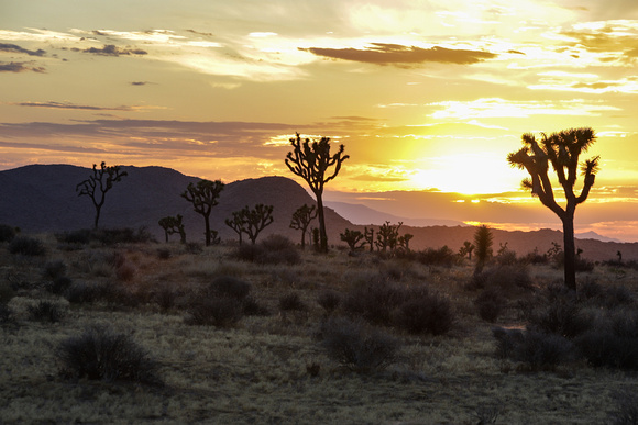 Joshua Tree National Park