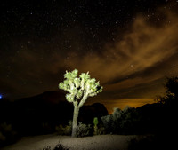 A Joshua Tree under the Night Sky