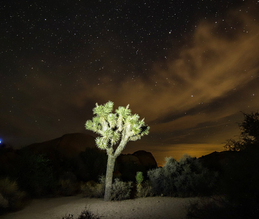 A Joshua Tree under the Night Sky