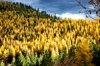 Larches- Featured