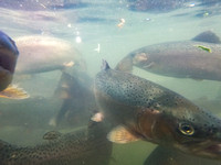 Hatchery Rainbow Trout