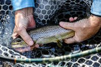 One Brown Trout