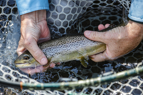 One Brown Trout